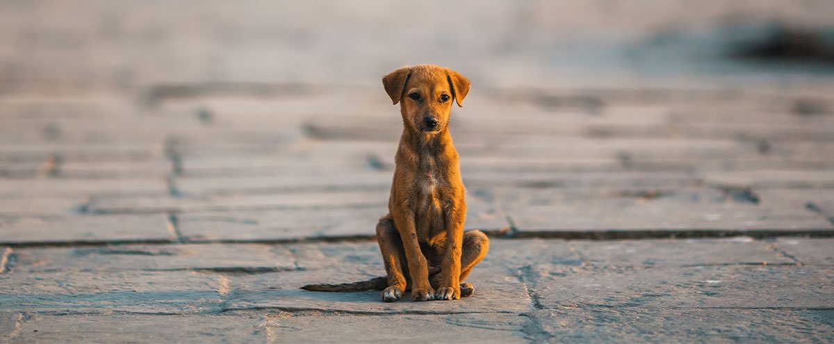 Perte d'un animal