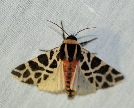 Papillon Cymbalophora Pudica