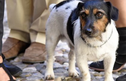 Réglementation des animaux