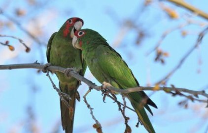 Conférence - Connaître la conure mitrée aixoise : une jolie espèce exotique (…)