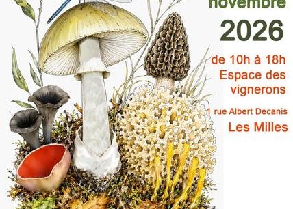 Salon du champignon