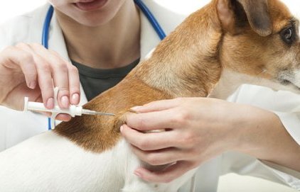Identification et stérilisation des animaux domestiques