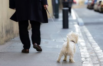 Déjections canines : carte des canisites et des sacs à disposition