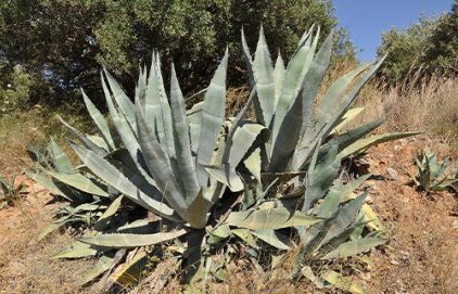 L'Agave d'Amérique