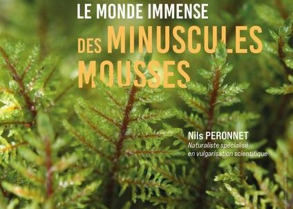 Conférence : Plongez dans le monde immense des minuscules mousses