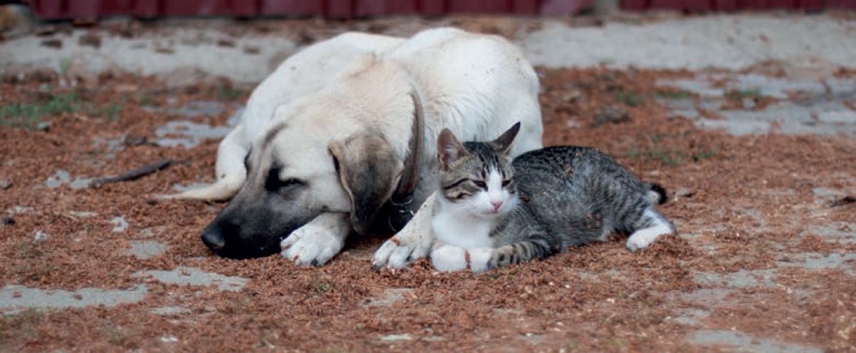 Divagation et errance des animaux