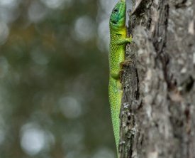 Lezard a deux raies