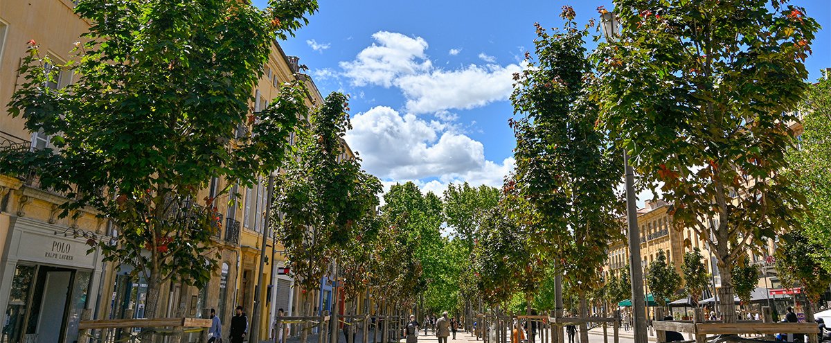 Jusqu'à 1800 plantations d'arbres supplémentaires