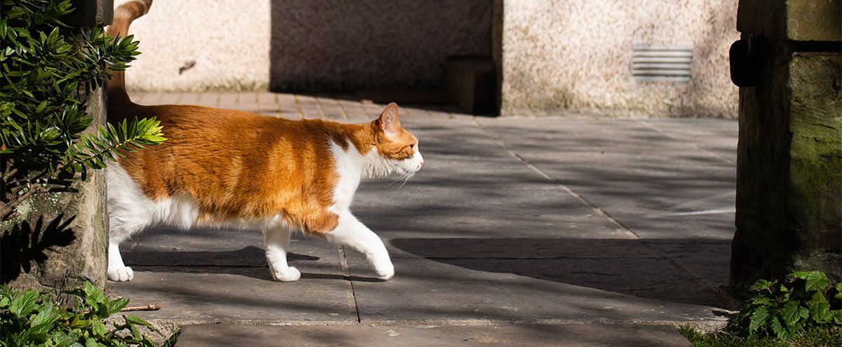 Le chat dans ma ville