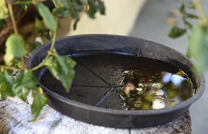 Lutte contre la prolifération des moustiques
