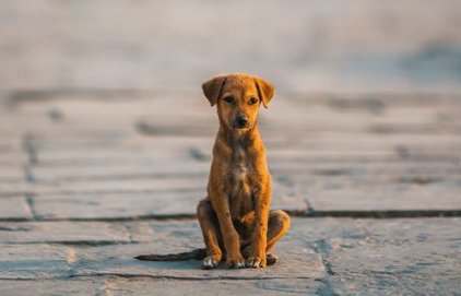 Perte d'un animal