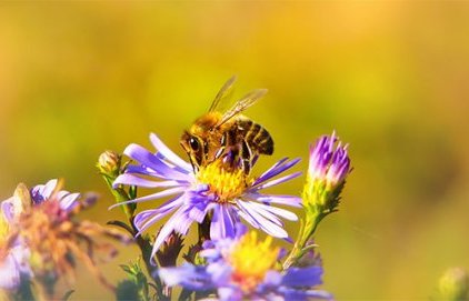 La biodiversité