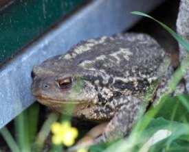 Crapaud épineux