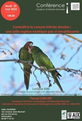 Connaître la conure mitrée aixoise: une jolie espèce exotique pas si envahissante