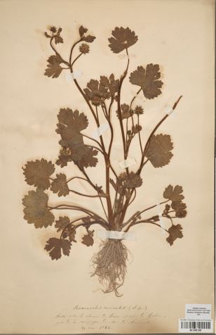 Herbier Achintre 1874, Coll MHN- Aix, Renoncule muriquée (Renonculus muricatus)